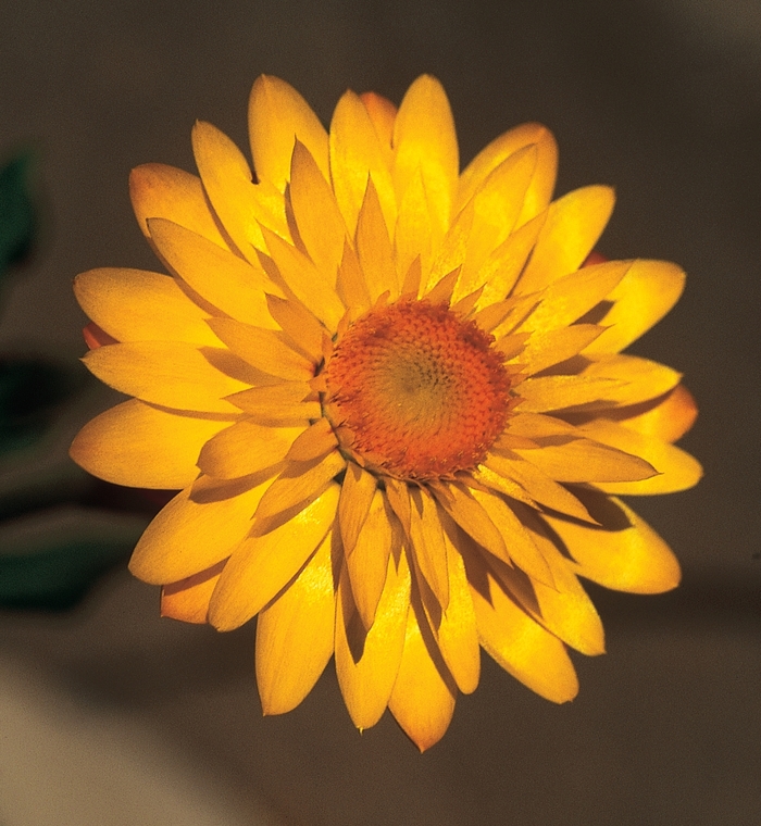 Strawflower - Bracteantha bracteata 'Mohave Yellow Basket' Strawflower - Bracteantha bracteata 'Mohave Yellow Basket'