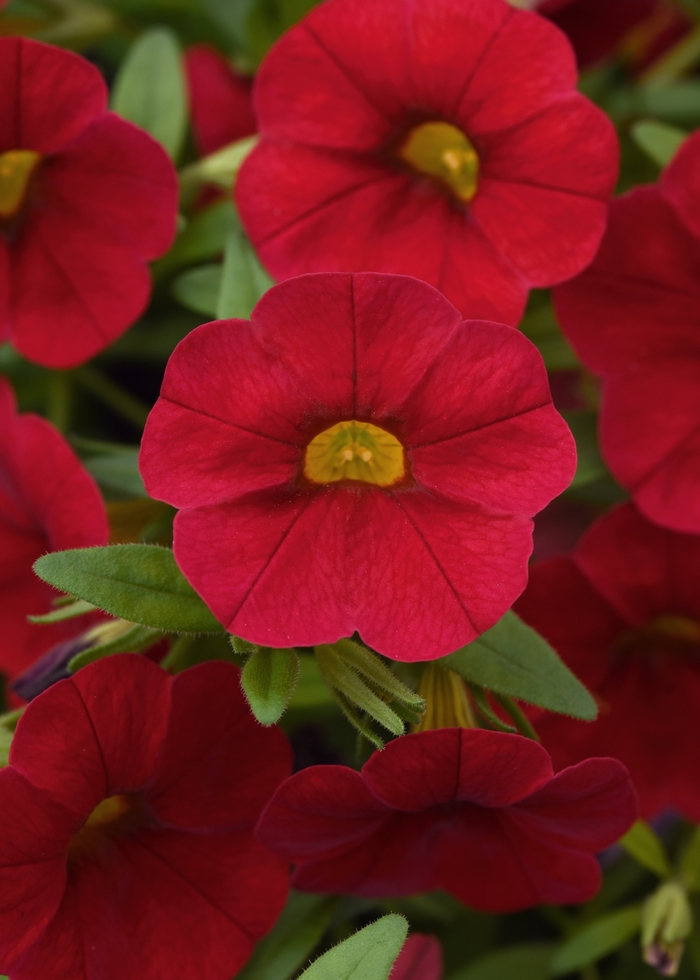 Cabaret® Red - Calibrachoa (Mini Petunia)