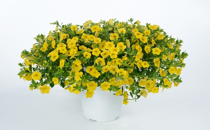 Calibrachoa (Million Bells) - Calibrachoa hybrida 'Noa®, 'Yellow'
