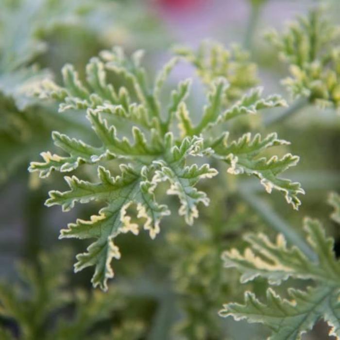 Scented Geranium - Pelargonium 'Lady Plymouth' (Scented Geranium)