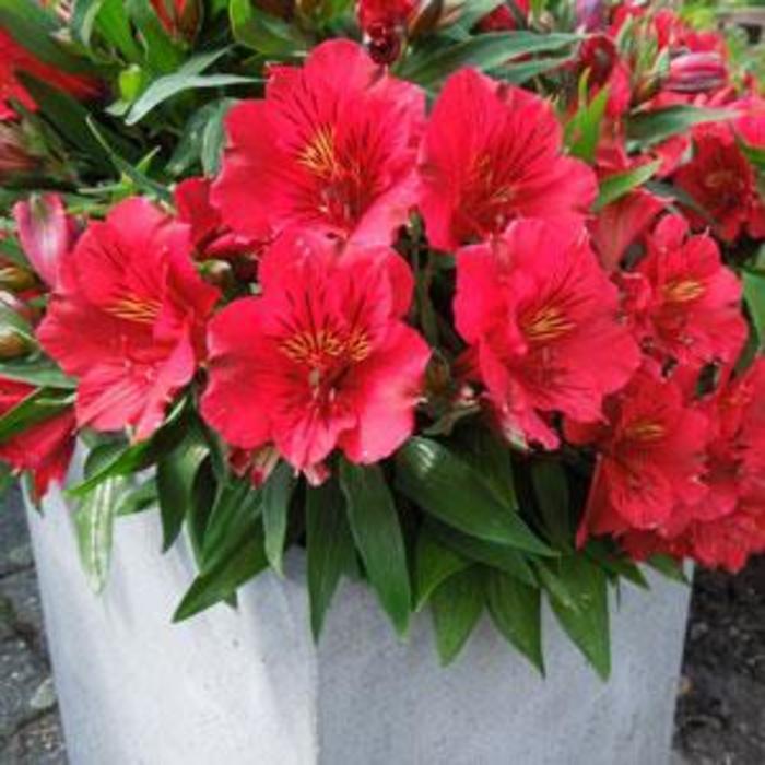 Alstroemeria - Alstroemeria 'Colorita Kate' Alstroemeria - Alstroemeria 'Colorita Kate'