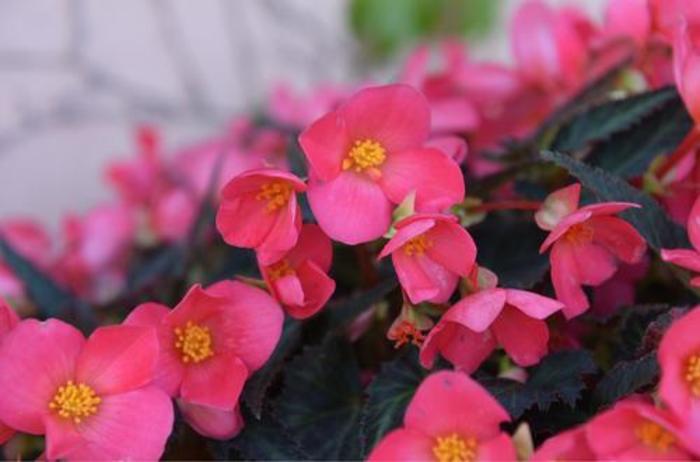 Begonia - Begonia boliviensis I'Conia First Kiss Begonia - Begonia boliviensis I'Conia First Kiss