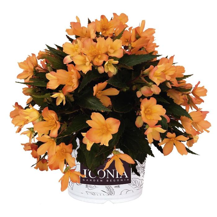 Begonia - Begonia boliviensis 'I'Conia Lucky Strike' Begonia - Begonia boliviensis 'I'Conia Lucky Strike'
