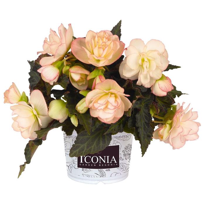 Begonia - Begonia boliviensis 'I'Conia Miss Montreal'