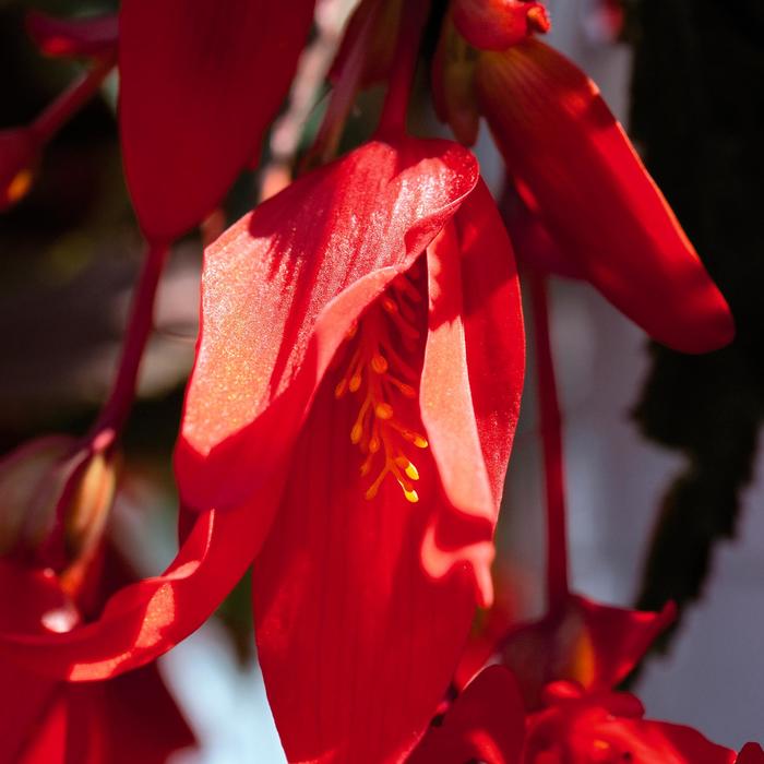 Begonia - Begonia boliviensis 'Santa Cruz®'