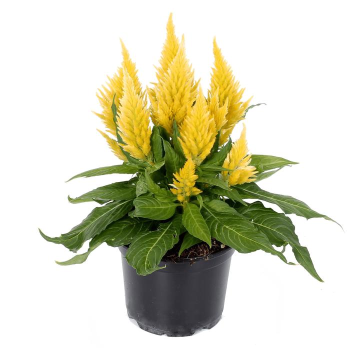 Celosia - Celosia plumosa 'Kelos Fire Yellow'