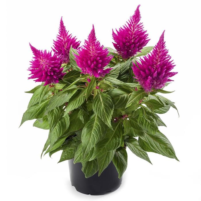 Celosia plumosa 'Kelos® Fire Pink' | Celosia | Ebert's Greenhouse