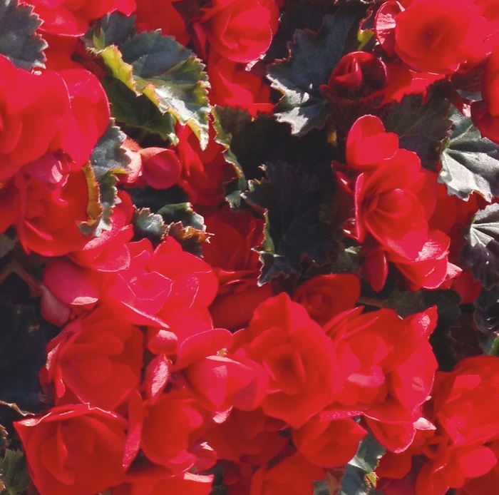 'Vermillion' Rieger Begonia - Begonia x hiemalis