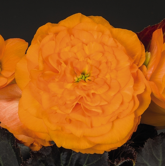 Nonstop® 'Mocca Bright Orange' - Begonia x tuberhybrida (Tuberous Begonia)