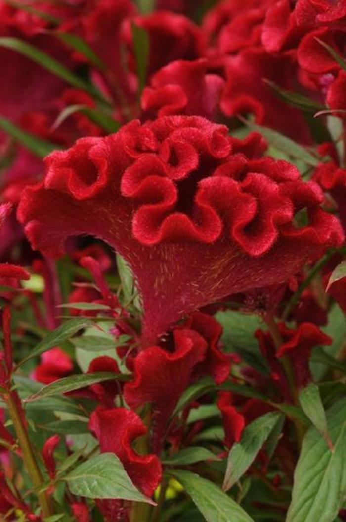 Celosia - Celosia cristata 'Twisted Red Improved' Celosia - Celosia cristata 'Twisted Red Improved'