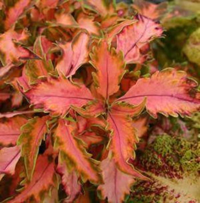 Coleus - Solenostemon scutellarioides 'Beauty of Lyon' Coleus - Solenostemon scutellarioides 'Beauty of Lyon'