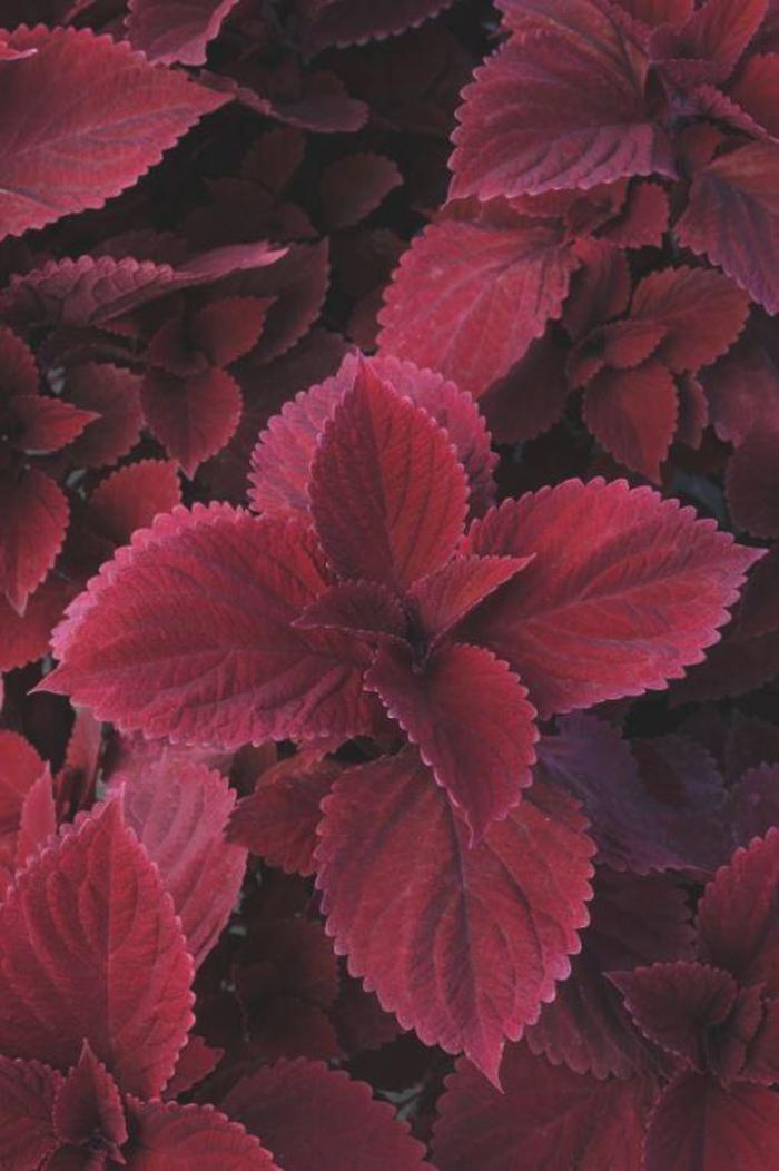 Coleus - Solenostemon scutellarioides 'Redhead' Coleus - Solenostemon scutellarioides 'Redhead'