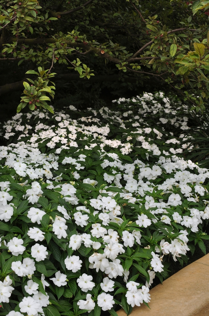 New Guinea Impatiens - Impatiens hawkeri 'Divine™ White' New Guinea Impatiens - Impatiens hawkeri 'Divine™ White'