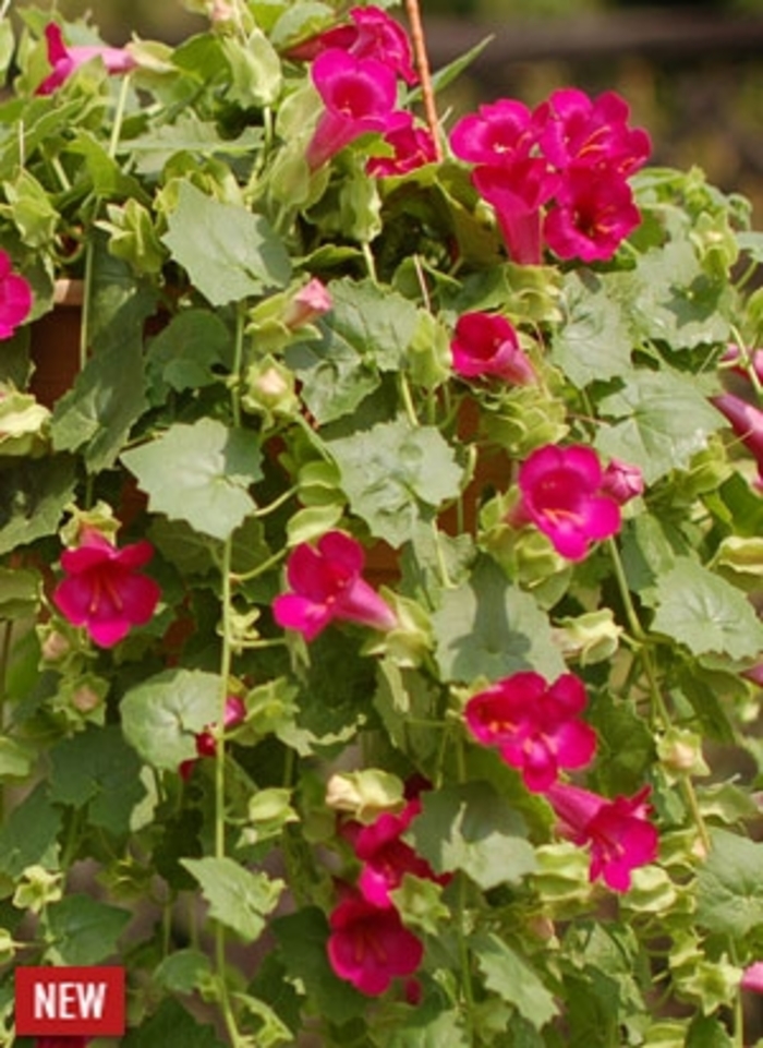 Compact Rose Lofos® - Lophospermum hybrid 'Lofos Compact Rose'