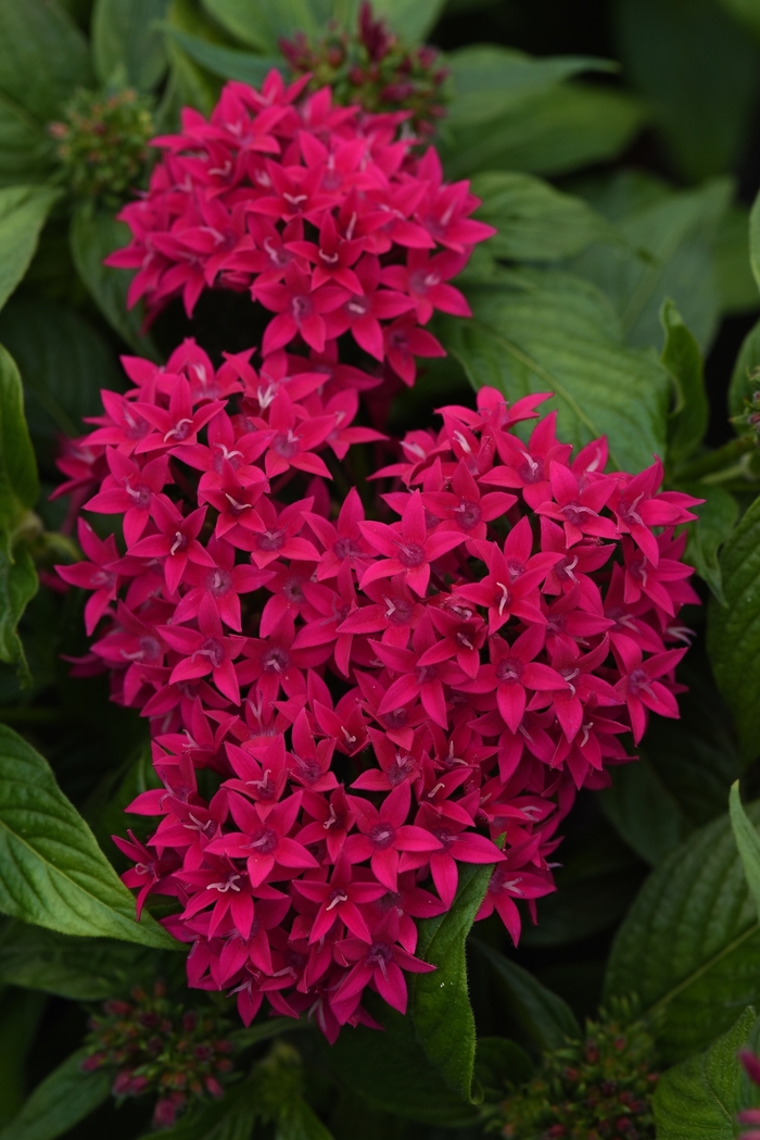 Lucky Star™ 'Lipstick' - Pentas lanceolata (Egyptian Starcluster)