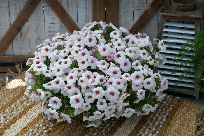 Petunia (Petchoa) - Petunia SuperCal® 'Snowberry White'