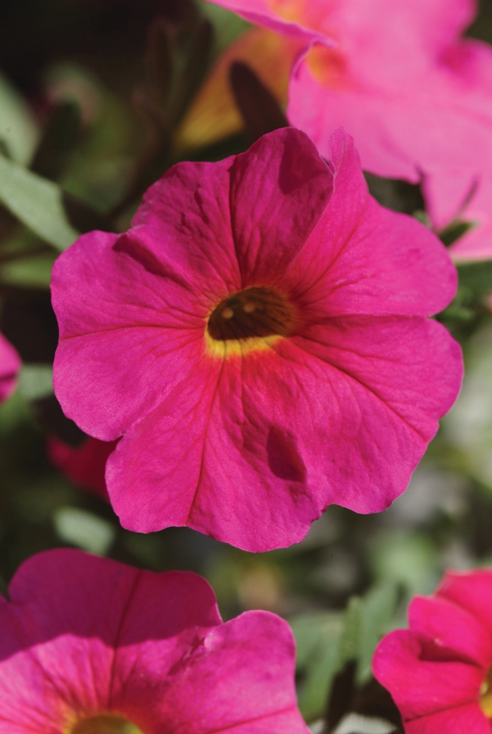 Petunia (Petchoa) - Petunia SuperCal® 'Neon Rose'