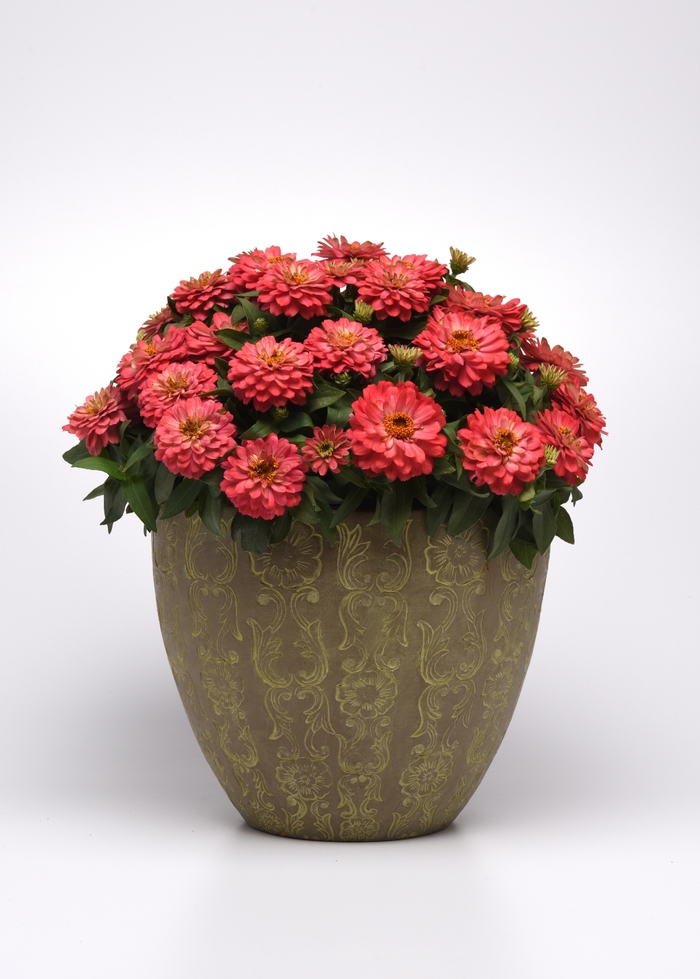 Double Zahara™ 'Salmon' - Zinnia marylandica