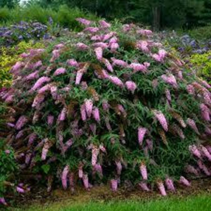 Buddleia Davidii Wisteria Lane Butterfly Bush Eberts Greenhouse 6586