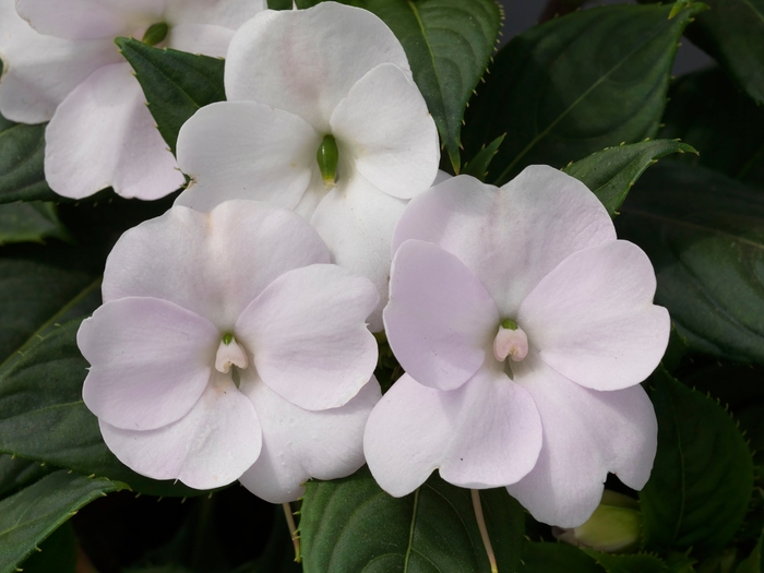 SunPatiens® Tropical White - Impatiens 