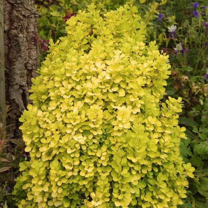 Golden Torch Barberry - Berberis 'Torchd'or' Golden Torch Barberry - Berberis 'Torchd'or'