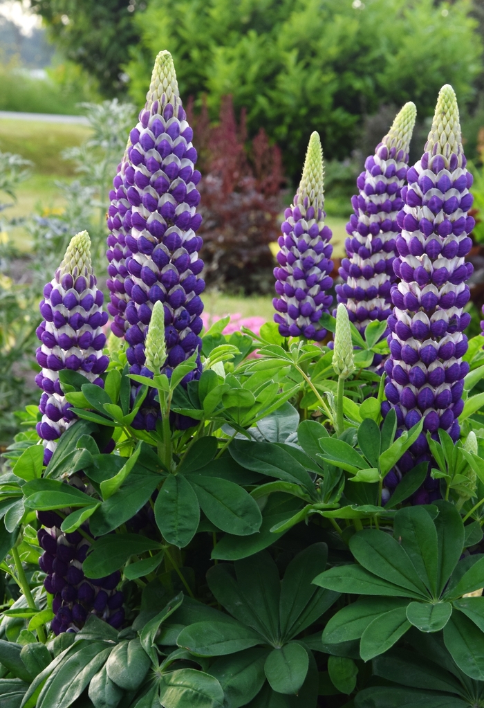 Lupine - Lupinus polyphyllus Westcountry&trade; 'Blacksmith'
