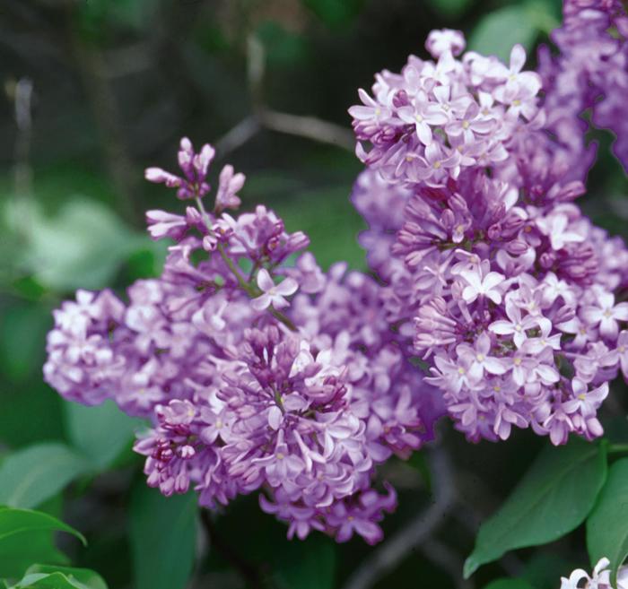 Common Purple Lilac - Syringa vulgaris
