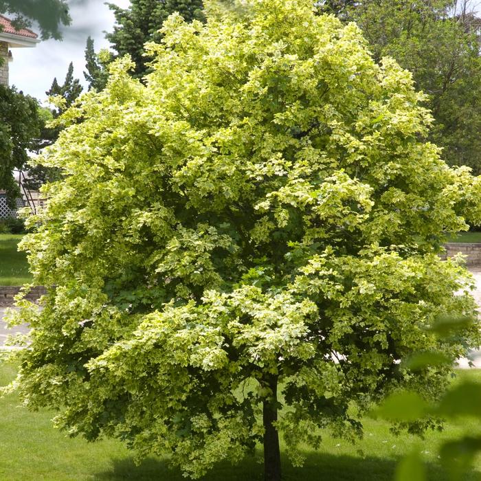 Variegated Norway Maple - Acer platanoides 'Variegatum' Variegated Norway Maple - Acer platanoides 'Variegatum'