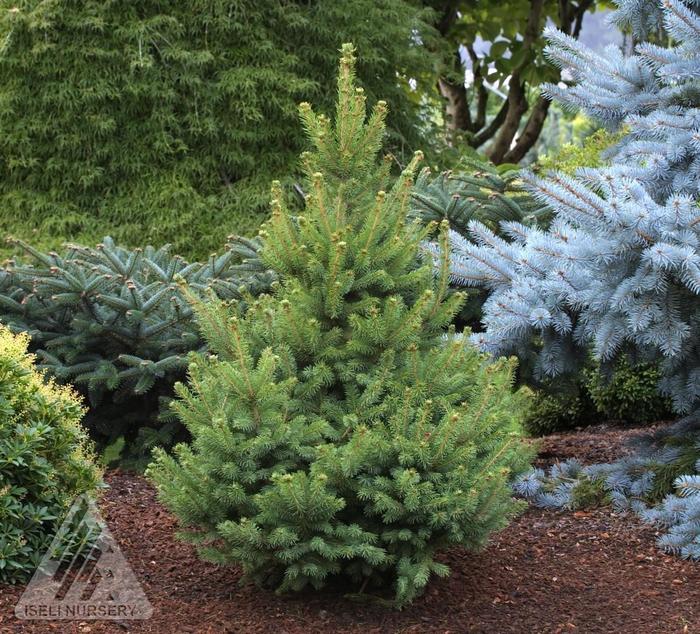 North Star White Spruce - Picea glauca 'North Star'