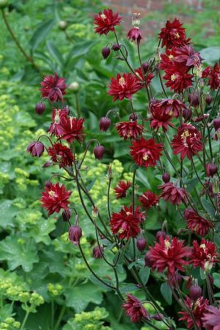 Columbine - Aquilegia vulgaris 'Ruby Port' Columbine - Aquilegia vulgaris 'Ruby Port'