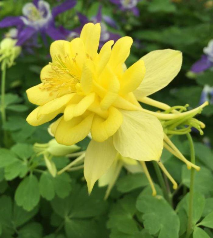 Columbine - Aquilegia 'Sunshine' Columbine - Aquilegia 'Sunshine'