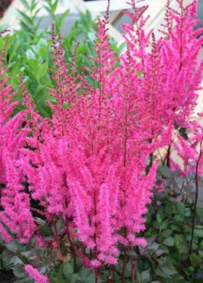False Spirea - Astilbe chinensis 'Mighty Chocolate Cherry'