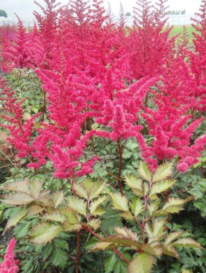 False Spirea - Astilbe chinensis 'Mighty Red Quin' False Spirea - Astilbe chinensis 'Mighty Red Quin'