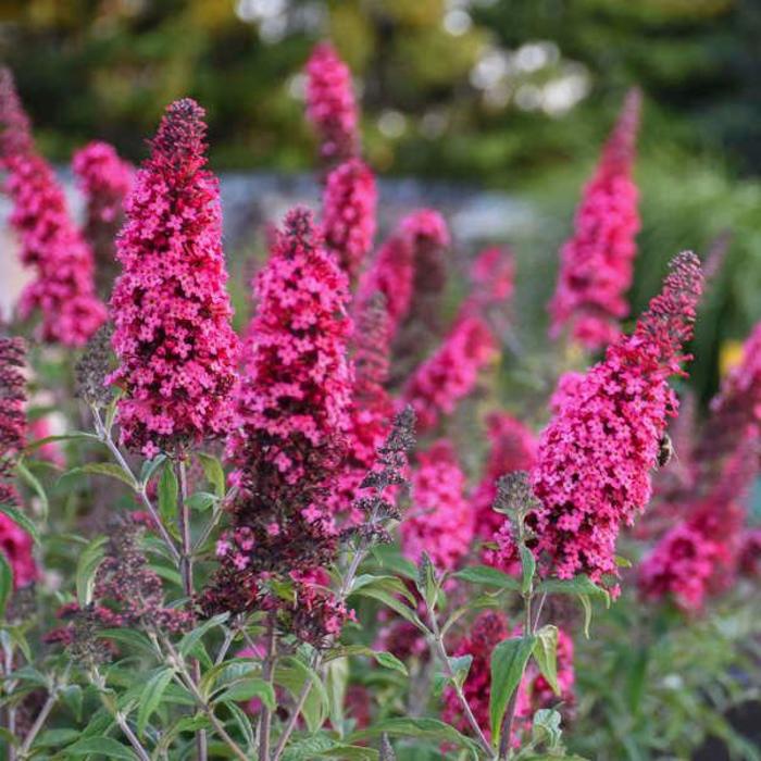 Butterfly Bush - Buddleia 'Monarch Prince Charming' Butterfly Bush - Buddleia 'Monarch Prince Charming'