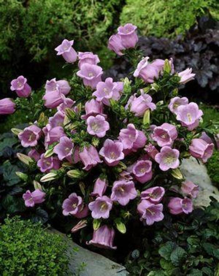 Bellflower - Campanula medium 'Champion Pink' Bellflower - Campanula medium 'Champion Pink'