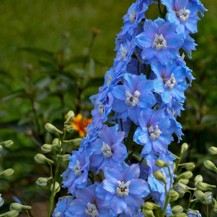 Larkspur - Delphinium elatum 'Million Dollar Sky' Larkspur - Delphinium elatum 'Million Dollar Sky'