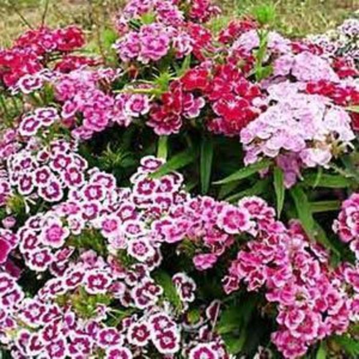 Border Carnation - Dianthus barbatus 'Indian Carpet Mix'