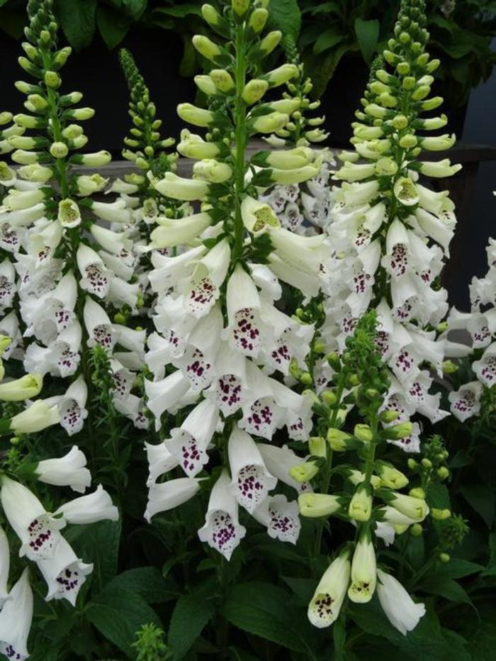 Foxglove - Digitalis purpurea 'Dalmation White Improved' Foxglove - Digitalis purpurea 'Dalmation White Improved'