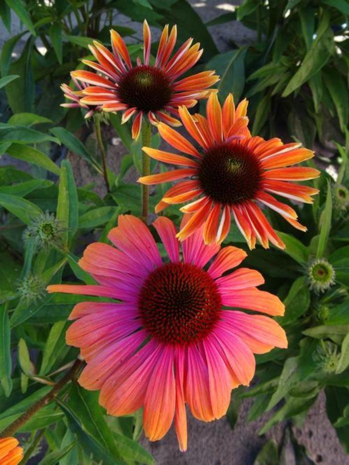 Coneflower - Echinacea 'Butterfly Rainbow Marcella'
