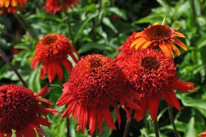 Coneflower - Echinacea purpurea 'Cone-Fections Sweet Chili' Coneflower - Echinacea purpurea 'Cone-Fections Sweet Chili'