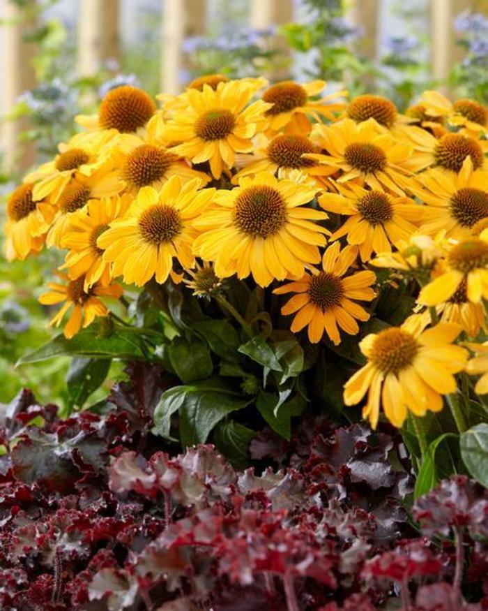 Coneflower - Echinacea 'Tweety' Coneflower - Echinacea 'Tweety'