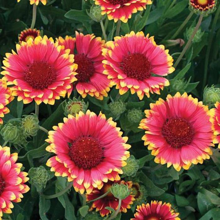 Gaillardia x grandiflora 'Sunset Popsy' | Blanket Flower | Ebert's ...