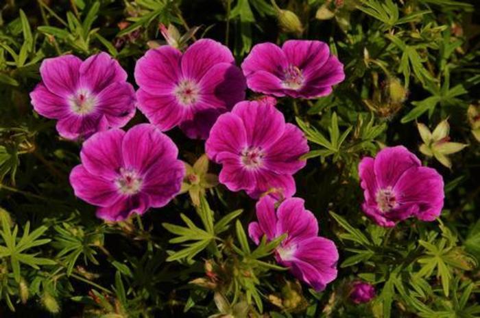 Cranesbill - Geranium sanguineum 'Elke' Cranesbill - Geranium sanguineum 'Elke'