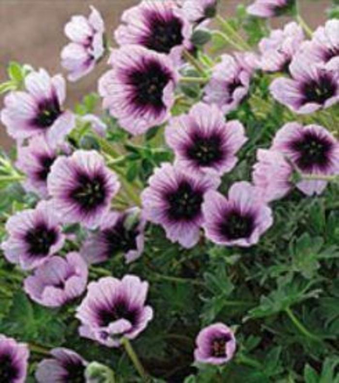 Cranesbill - Geranium cinereum 'Thumping Heart' Cranesbill - Geranium cinereum 'Thumping Heart'