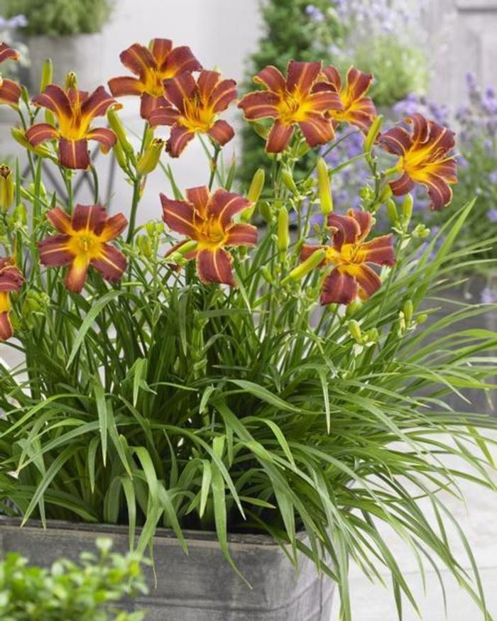 Daylily - Hemerocallis 'EveryDaylily Red Ribs' Daylily - Hemerocallis 'EveryDaylily Red Ribs'