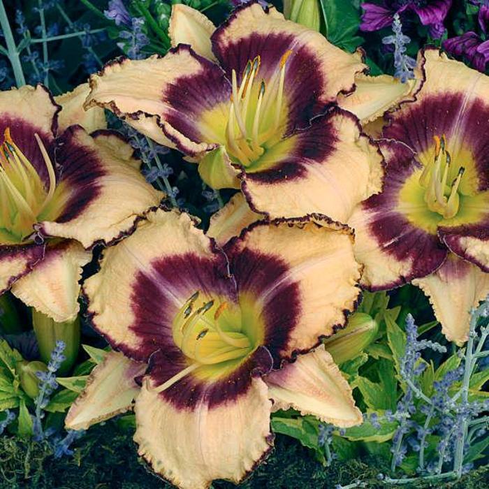 Daylily - Hemerocallis 'Inwood' Daylily - Hemerocallis 'Inwood'