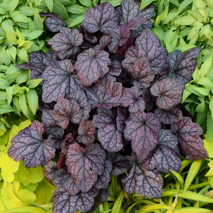 Coral Bells - Heuchera 'Grape Expectations' Coral Bells - Heuchera 'Grape Expectations'