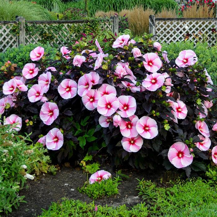 Rose Mallow - Hibiscus 'Starry Starry Night' Rose Mallow - Hibiscus 'Starry Starry Night'