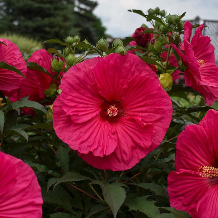 Rose Mallow - Hibiscus 'Summer in Paradise' Rose Mallow - Hibiscus 'Summer in Paradise'