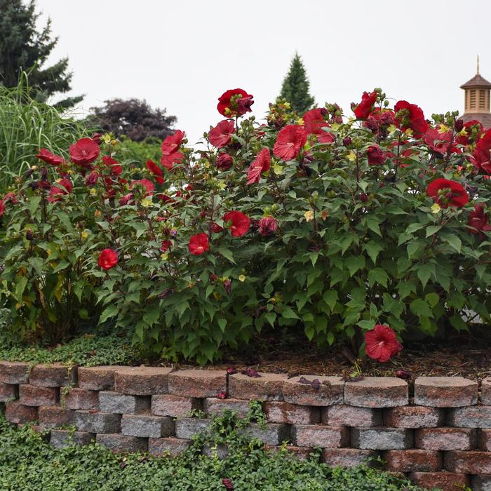 Rose Mallow - Hibiscus 'Vintage Wine' Rose Mallow - Hibiscus 'Vintage Wine'